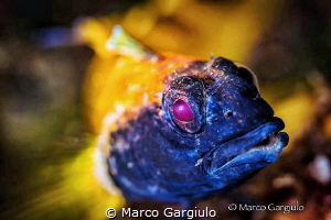 Yellow Mediterranean Triplefin by Marco Gargiulo 